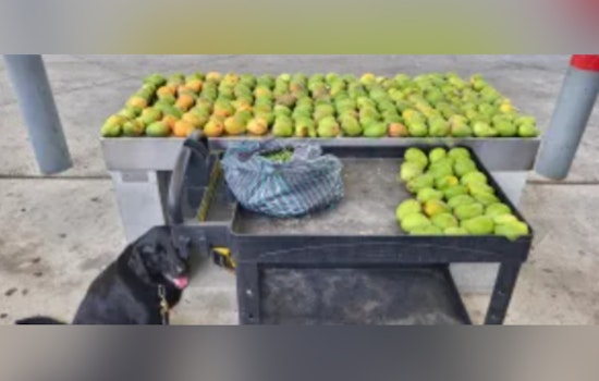 CBP Seizes Over 218 Mangos, 7 Kilograms of Nances at Juarez-Lincoln Bridge; Driver Issued $1,000 Fine