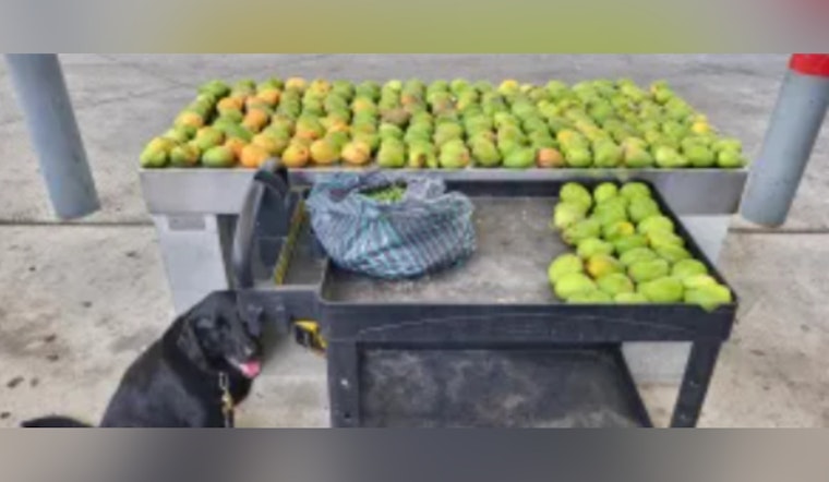 CBP Seizes Over 218 Mangos, 7 Kilograms of Nances at Juarez-Lincoln Bridge; Driver Issued $1,000 Fine