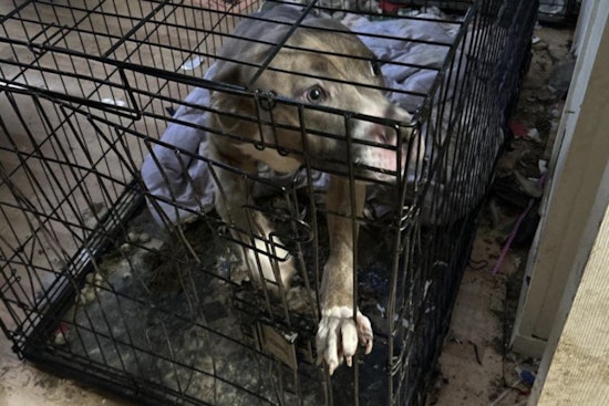 Central Islip Man Charged with Animal Cruelty and Child Endangerment Amid Grim Living Conditions