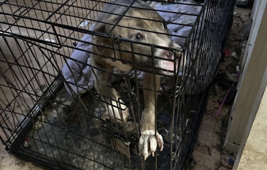 Central Islip Man Charged with Animal Cruelty and Child Endangerment Amid Grim Living Conditions