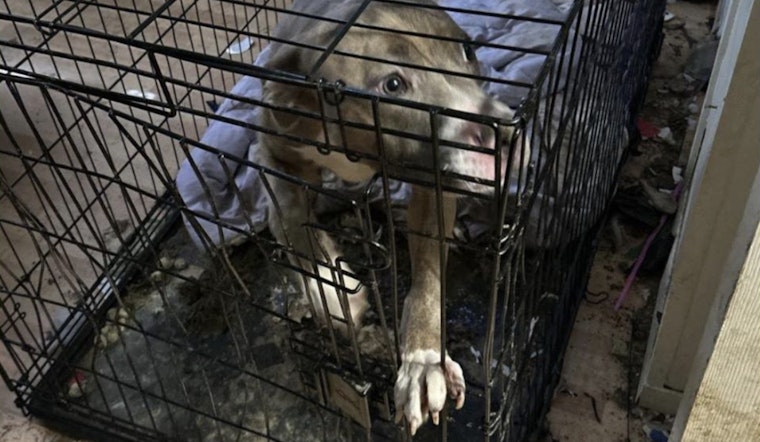 Central Islip Man Charged with Animal Cruelty and Child Endangerment Amid Grim Living Conditions