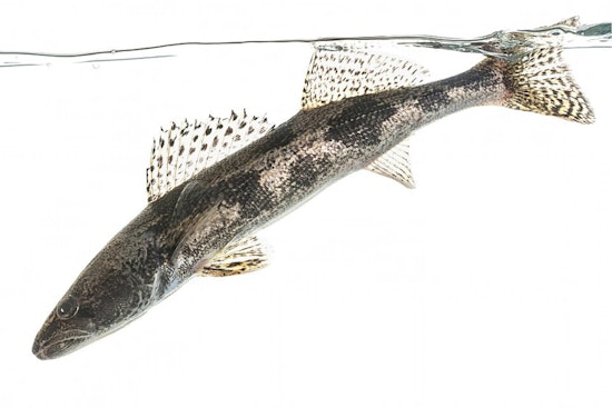 Central Ohio Emerges as a Fishing Haven for Anglers Seeking Saugeye, Crappie, Bass, and Catfish