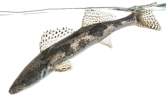 Central Ohio Emerges as a Fishing Haven for Anglers Seeking Saugeye, Crappie, Bass, and Catfish