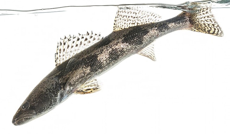 Central Ohio Emerges as a Fishing Haven for Anglers Seeking Saugeye, Crappie, Bass, and Catfish