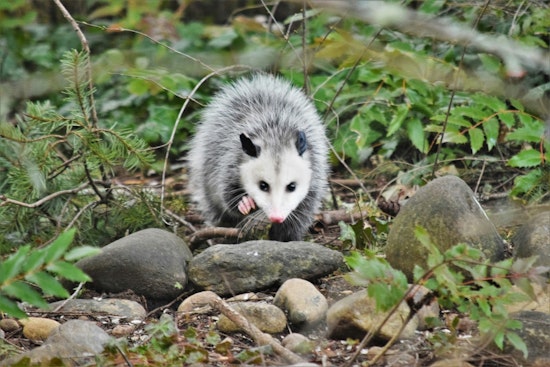Charlotte Authorities Investigate Animal Cruelty Case Involving Opossum Set on Fire, $5,000 Reward for Leads
