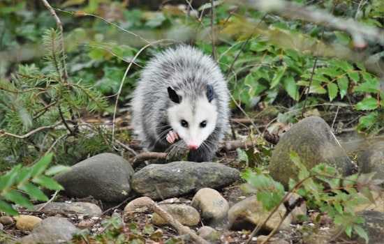 Charlotte Authorities Investigate Animal Cruelty Case Involving Opossum Set on Fire, $5,000 Reward for Leads