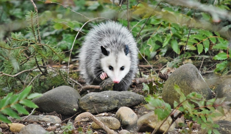 Charlotte Authorities Investigate Animal Cruelty Case Involving Opossum Set on Fire, $5,000 Reward for Leads