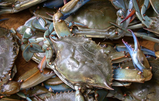 Chesapeake Bay Blue Crab Numbers Hit Second-Lowest Recorded, Sparking Conservation Calls in Maryland and Virginia