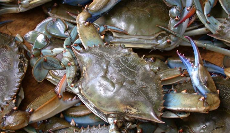 Chesapeake Bay Blue Crab Numbers Hit Second-Lowest Recorded, Sparking Conservation Calls in Maryland and Virginia