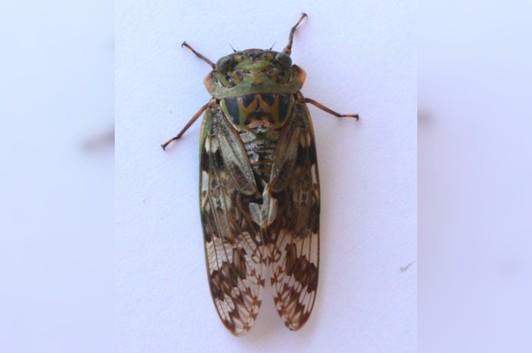 Cicadas Swarm Cape Cod After 17 Years, Offering Clues to Environmental Changes