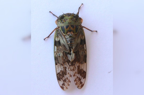 Cicadas Swarm Cape Cod After 17 Years, Offering Clues to Environmental Changes