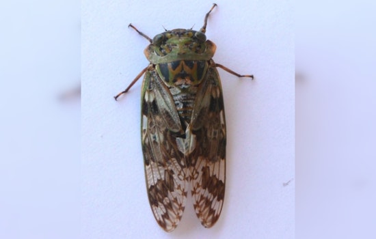 Cicadas Swarm Cape Cod After 17 Years, Offering Clues to Environmental Changes