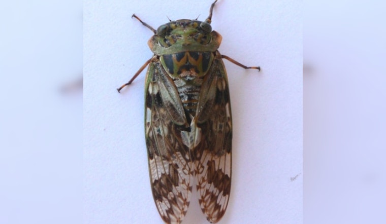 Cicadas Swarm Cape Cod After 17 Years, Offering Clues to Environmental Changes