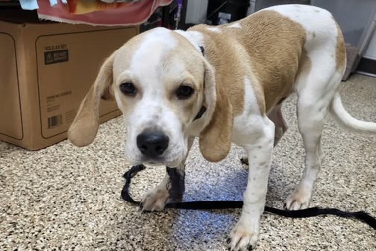City of Mankato Seeks Owner of Found Beagle Mix Near Hosanna Church