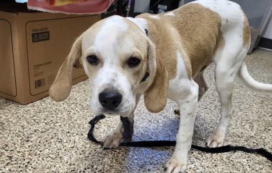 City of Mankato Seeks Owner of Found Beagle Mix Near Hosanna Church