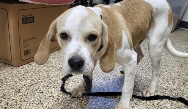 City of Mankato Seeks Owner of Found Beagle Mix Near Hosanna Church