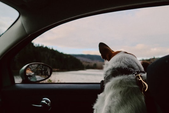 Clark County Officials Urge Pet Owners to Safeguard Their Animals Amid Soaring Temperatures in Southern Nevada
