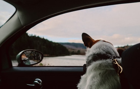 Clark County Officials Urge Pet Owners to Safeguard Their Animals Amid Soaring Temperatures in Southern Nevada