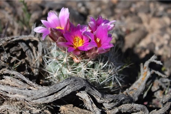 Colorado Hookless Cactus Removed from Endangered Species List After Successful Conservation Efforts