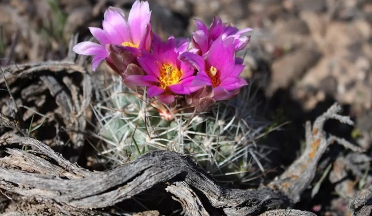 Colorado Hookless Cactus Removed from Endangered Species List After Successful Conservation Efforts
