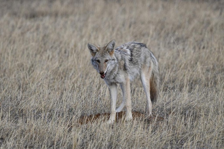 Colorado Springs Alert: Coyote Denning Season Prompts Caution for Pet Owners on City Trails