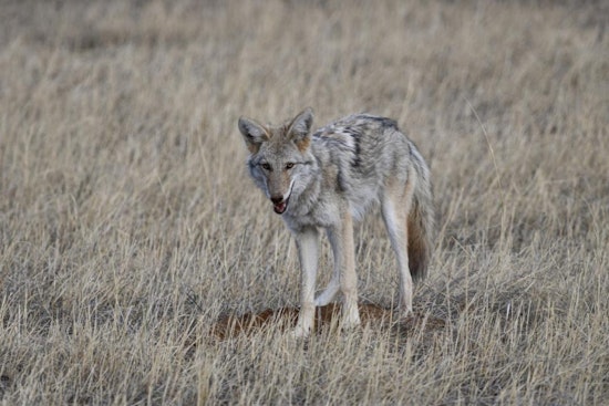 Colorado Springs Alert: Coyote Denning Season Prompts Caution for Pet Owners on City Trails