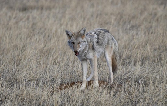 Colorado Springs Alert: Coyote Denning Season Prompts Caution for Pet Owners on City Trails