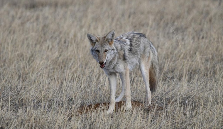 Colorado Springs Alert: Coyote Denning Season Prompts Caution for Pet Owners on City Trails