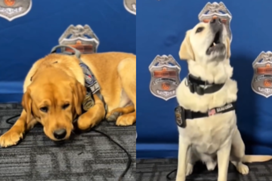 Columbus Division of Police Celebrates Maverick and Bodhi on National Therapy Animal Day