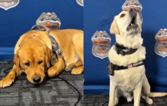 Columbus Division of Police Celebrates Maverick and Bodhi on National Therapy Animal Day
