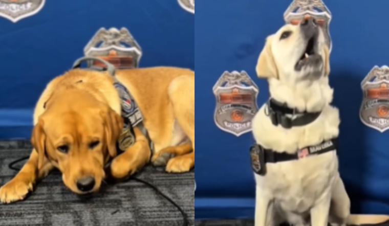 Columbus Division of Police Celebrates Maverick and Bodhi on National Therapy Animal Day