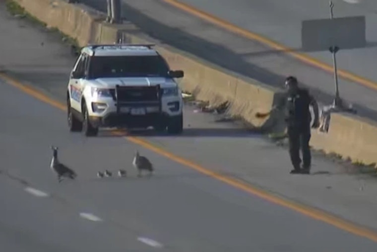 Columbus Police Officers Ensure Safe Crossing for Goose Family on Busy I-70