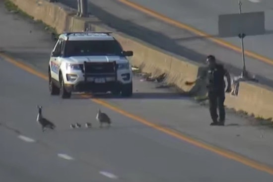 Columbus Police Officers Ensure Safe Crossing for Goose Family on Busy I-70