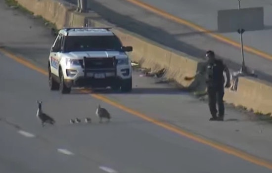Columbus Police Officers Ensure Safe Crossing for Goose Family on Busy I-70