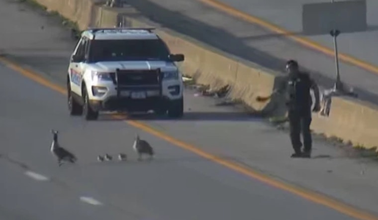 Columbus Police Officers Ensure Safe Crossing for Goose Family on Busy I-70