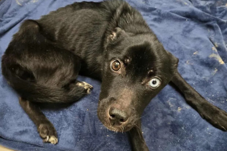 Cumberland County Woman Pleads Guilty to Animal Cruelty After Emaciated Dog's Rescue