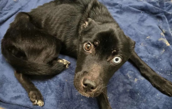 Cumberland County Woman Pleads Guilty to Animal Cruelty After Emaciated Dog's Rescue
