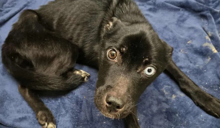 Cumberland County Woman Pleads Guilty to Animal Cruelty After Emaciated Dog's Rescue