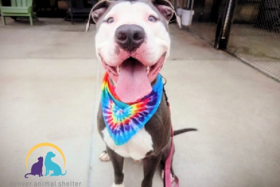 Denver Police Department Advocates for Pit Bull Adoption Amid City's Restrictive Breed Laws