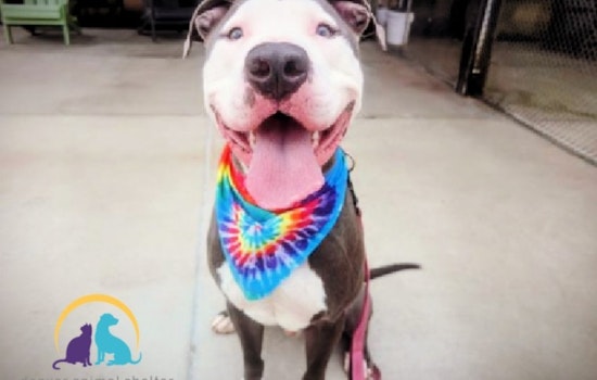 Denver Police Department Advocates for Pit Bull Adoption Amid City's Restrictive Breed Laws