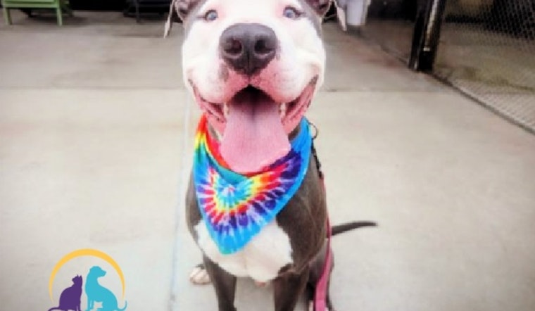 Denver Police Department Advocates for Pit Bull Adoption Amid City's Restrictive Breed Laws