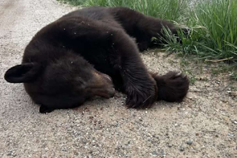 Drivers Urged to Exercise Caution After Vehicle Fatally Strikes Black Bear Near Bear Lake, Utah