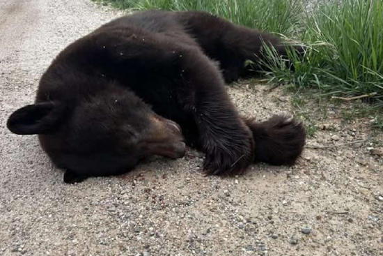 Drivers Urged to Exercise Caution After Vehicle Fatally Strikes Black Bear Near Bear Lake, Utah