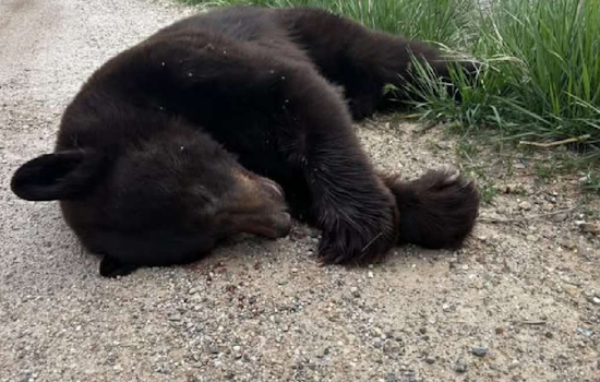 Drivers Urged to Exercise Caution After Vehicle Fatally Strikes Black Bear Near Bear Lake, Utah