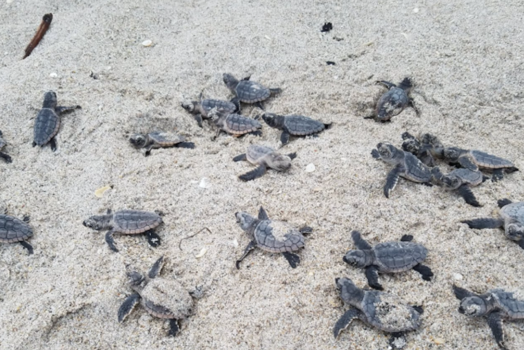 Early Nesting Turtles Kickstart Sea Turtle Season in Volusia County with Record-Breaking Pace