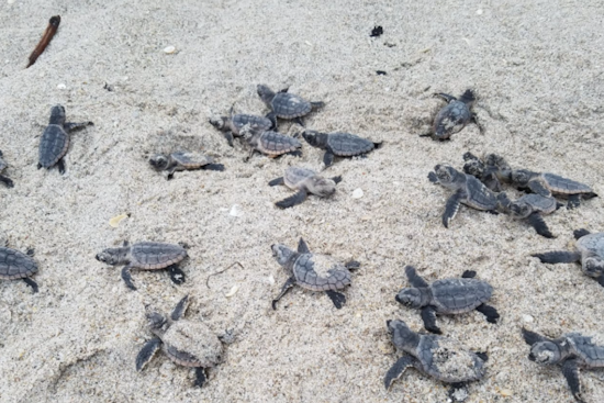 Early Nesting Turtles Kickstart Sea Turtle Season in Volusia County with Record-Breaking Pace
