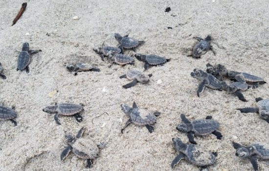 Early Nesting Turtles Kickstart Sea Turtle Season in Volusia County with Record-Breaking Pace