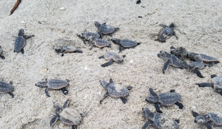 Early Nesting Turtles Kickstart Sea Turtle Season in Volusia County with Record-Breaking Pace
