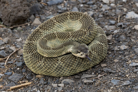 East Bay Regional Park District Issues Rattlesnake Advisory for Hikers and Dog Owners in Bay Area