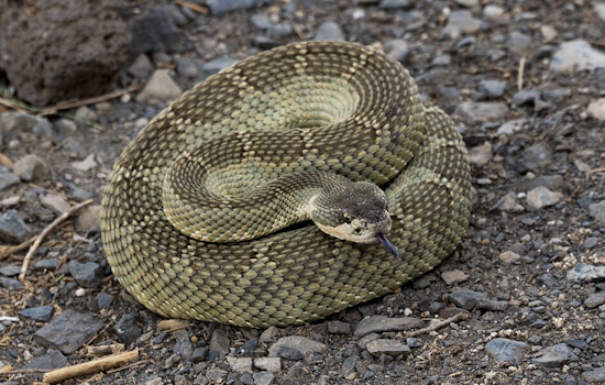 East Bay Regional Park District Issues Rattlesnake Advisory for Hikers and Dog Owners in Bay Area